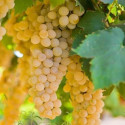 Chardonnay Grapevine (Vitis vinifera 'Chardonnay') EATING & WINE GRAPE Indoor or Outdoor grown *FREE UK MAINLAND DELIVERY + FREE 100% TREE WARRANTY**